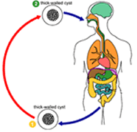 Blastocystis