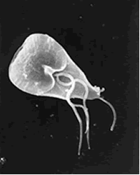 Giardia