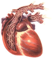 Heartworm