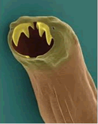 Hookworm