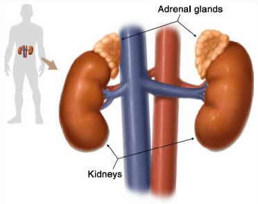 Adrenal Remedy