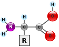 amino acid