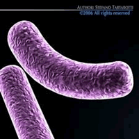 bacillus