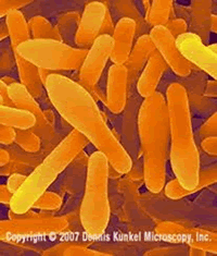 Clostridium