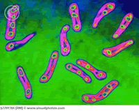 Corynebacterium