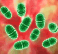 Enterococcus