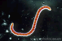 leptospira