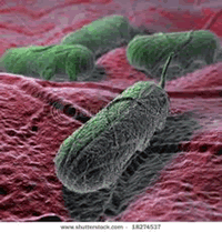 Shigella