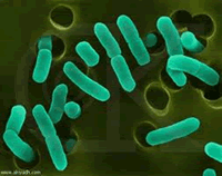 Vibrio