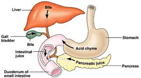 digestive aid