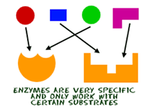 enzyme complex