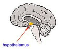 Hypothalamus Support Remedy
